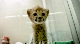 Meet playful baby cheetahs born at San Diego Zoo