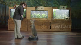 US zookeepers train this Patagonian mara to obey commands like a dog