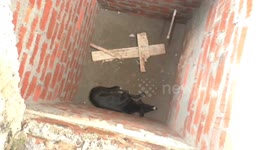 Dog that fell in construction pit that was dug for drainage use was rescued