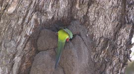 Beautiful female Red-capped Parrot excavating a termite mound on a tree for her nest.