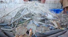 Palestinian fishermen sort out crabs for sell out crabs at a fish market in Al-Shati refugee camp