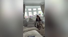 Hilarious moment dog howls to tune of 'God Save the King'