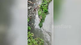 Hero neighbours rescue stray dog trapped in dirty canal for TWO DAYS
