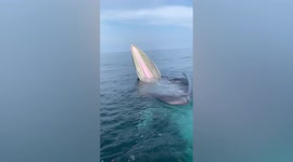 Man on boat passes breaching whale catching prey with mouth wide open