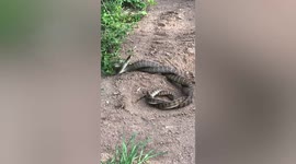 Homeowner finds pair of snakes tangled in mating ritual in his garden