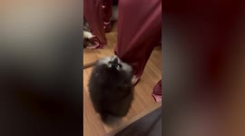 Clingy pet Pomeranian dog pulls owner's pants to keep her from leaving