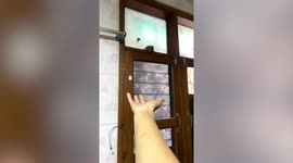 Adorable pet sugar glider whiffs landing on owner's hand