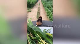 Chubby pet dog relaxes on bonnet during car ride