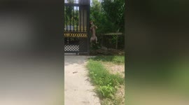 Affectionate dog athletically climbs over fence to greet owner