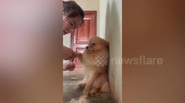 Cute dog stays still like a statue while being groomed in Myanmar