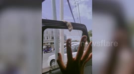 Clumsy sugar glider hits head on car door frame while learning to jump