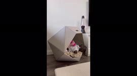 French bulldog is sleeping in the cutest dog pijama in his cool dog house