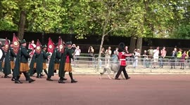 Irish wolfhound mascot leads Royal Guards to St James Palace to the sound of bagpipes - The Mall