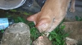 With my cat at night for hunting crickets when the cat's food runs out