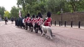 Irish wolfhound join Royal Guards procession march from St James's Palace to The Mall