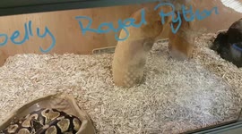 Yellow Belly Royal Python Snake was resting in the water bowl in its tank enclosure