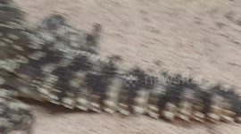 Spikey Tail Lizard reptile animal species had a walk about it's new tank enclosure