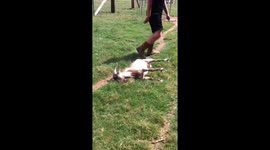 Goat freezes and falls dead weight on its side