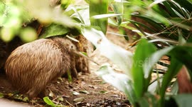 What About the Kiwi Makes It So Strange?