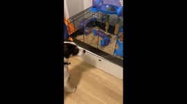 Crazy hamster vs. dog .. “Go away dog” Crazy sounds from a hamster