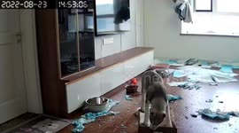 Quarantining Chinese woman helplessly watches pet dog rip apart new flat