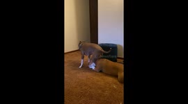 'They love each other to pieces' - Pitbull besties get freaky with each other!