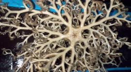 Mystery sea creature with hundreds of tiny twitching tentacles caught in Thailand