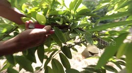 Palestinian farmers pick custard-apple, or Sugar-apple (Annona squamosa) at their farm during harvest season