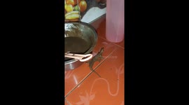 The lizard bathed in bowls of chocolate!
