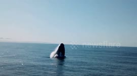 Southern right whale puts on show for boaters off South Africa's coast