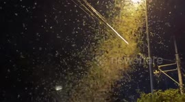 Massive swarm of mayflies invades road in Kanagawa, Japan