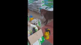 The smart dog holds a glass to prevent a man from drinking beer