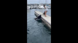 Terrifying moment sea lion leaps out of marine to attack labrador in California