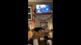 Dog gets too excited watching tv and destroys xmas decorations