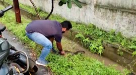 Python strays in drain of official's premises in central India, rescued