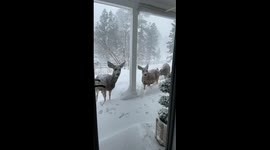A family of deer came to visit us in the snow