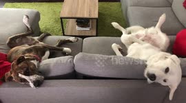 Two big, lazy dogs lounge on couch and wait for owners to give them snacks