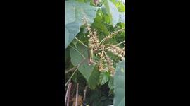hungry grasshopper eating wildberry at Palo, Leyte, Philippines