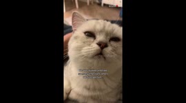 Ill-treated cat finds a loving family and becomes the cutest version of himself