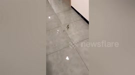 Fish swim through Chinese resident's flat as Typhoon Muifa floodwater gushes into building