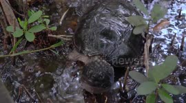 'What you doing?!' Inquisitive snapping turtle approaches photographer in Florida