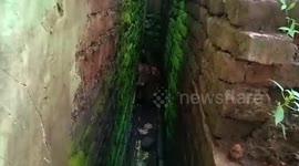 Cow rescued after becoming trapped in narrow gap between 2 walls