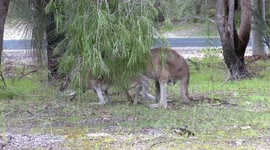 Amorous male Kangaroo follows a female and her cute Joey – but he’s out of luck