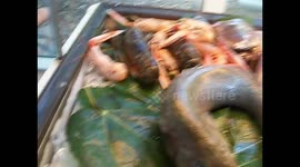 In an Italian restaurant, fresh fish on display, to be consumed at the customer's request