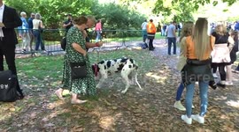 Great Dane Trevor visits Green Park Floral Tributes Garden and gets all the love from mourners of HM The Queen