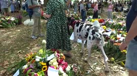 Great Dane spotted among pets brought by owners to Green Park Floral Tributes Garden as they mourn HM The Queen