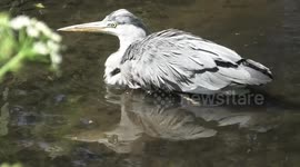 This Grey Heron Ardea cinerea was taking steps to avoid becoming overheated on a warm day.