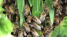 Western Honey Bees Apis mellifera swarming in a tree in a London Park