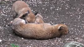 Red Foxes Vulpes vulpes family in an urban garden. The vixen is nursing 4 cubs (not hers!)