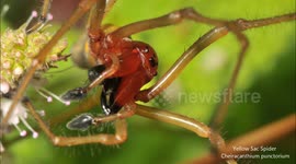 Yellow Sac Spider Cheiracanthium punctorium, South of France